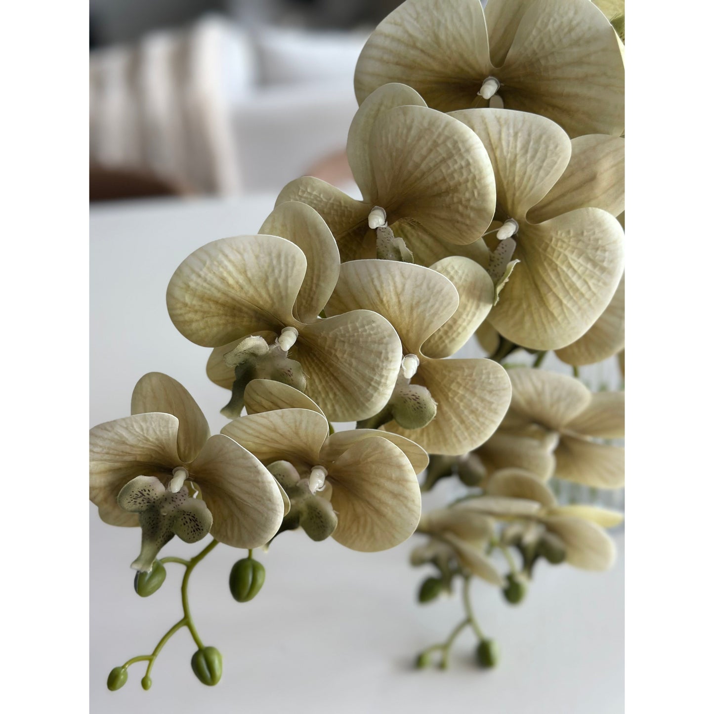 Jardin Orchid Stem Sage