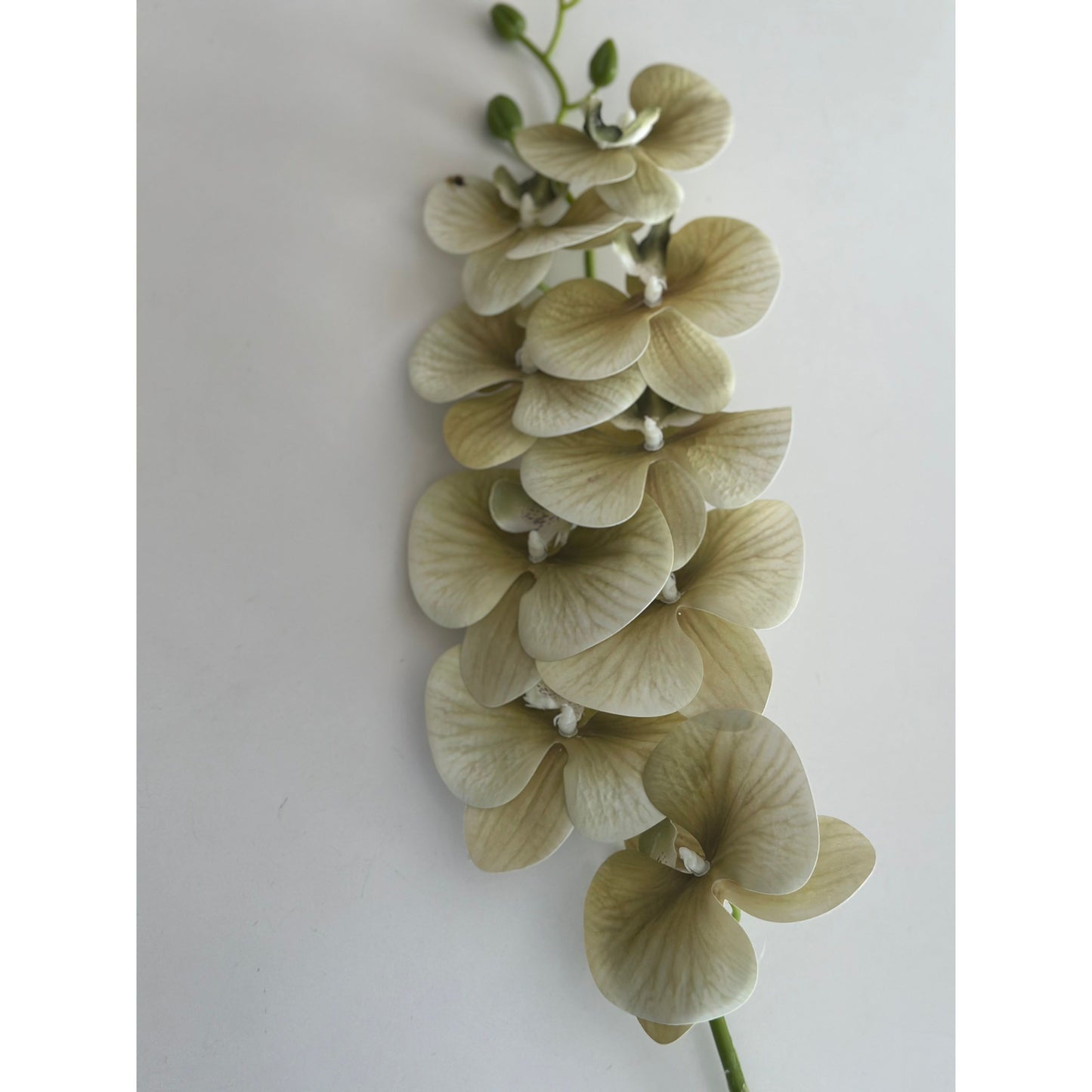 Jardin Orchid Stem Sage