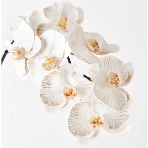 Jardin Orchid Stem Latte