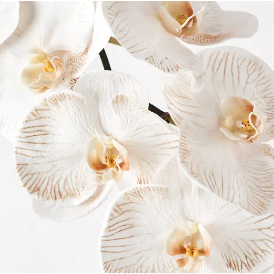 Jardin Orchid Stem Latte