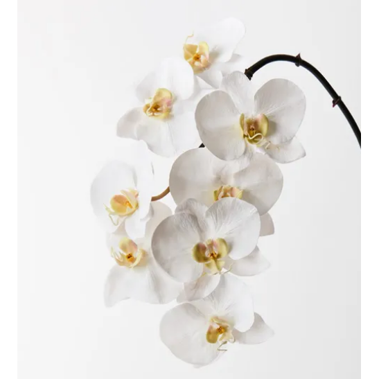 Jardin Orchid Stem White