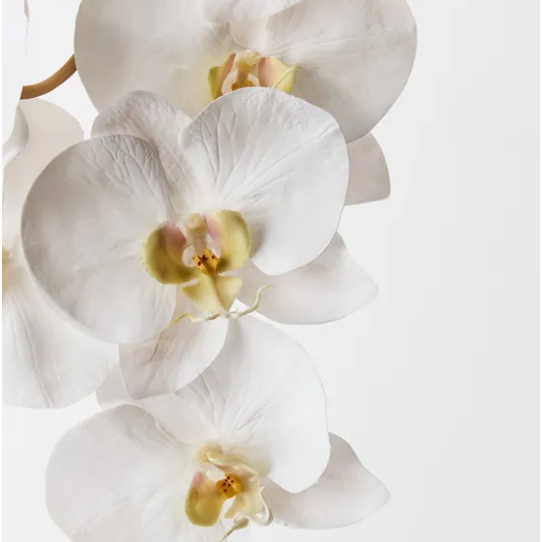 Jardin Orchid Stem White