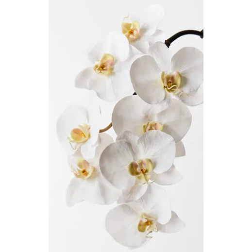 Jardin Orchid Stem White