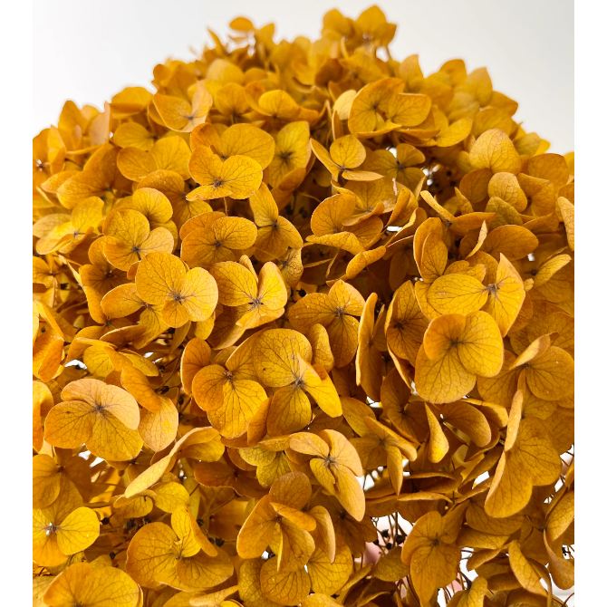 Guild Hydrangea Mustard