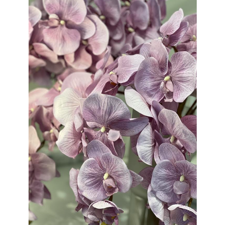 Stella Orchid Stem Lilac