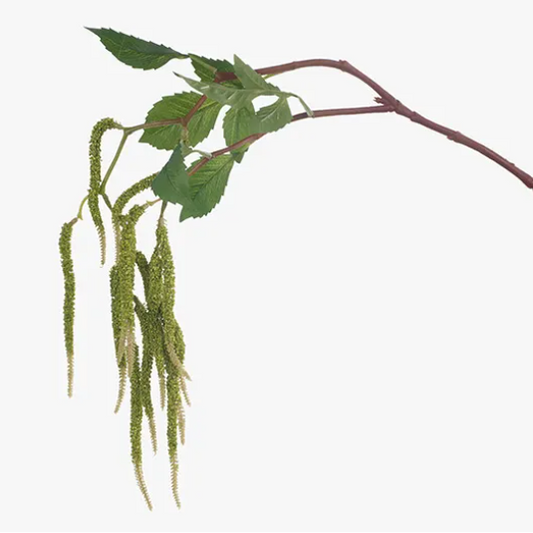 Amaranthus Stem Moss