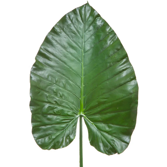 Magnifiquè Leaf