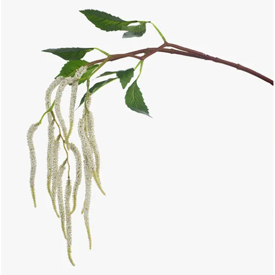 Amaranthus Stem White