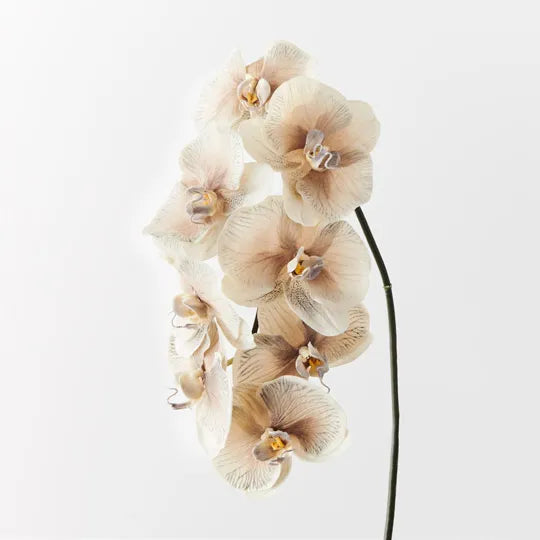Jardin Orchid Stem Almond