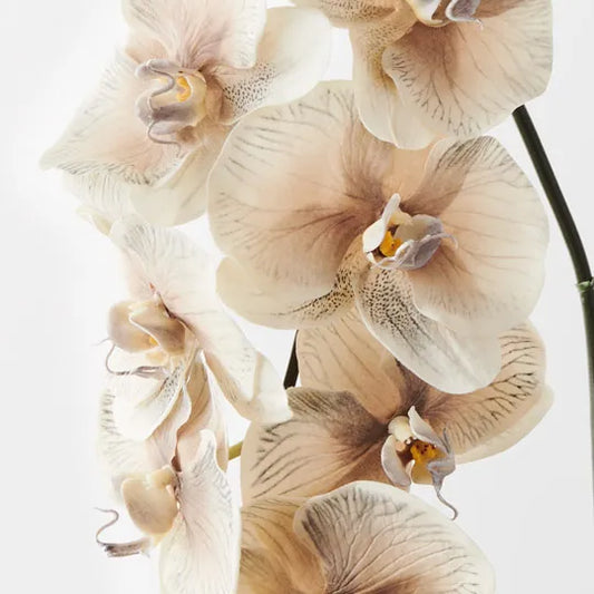 Jardin Orchid Stem Almond