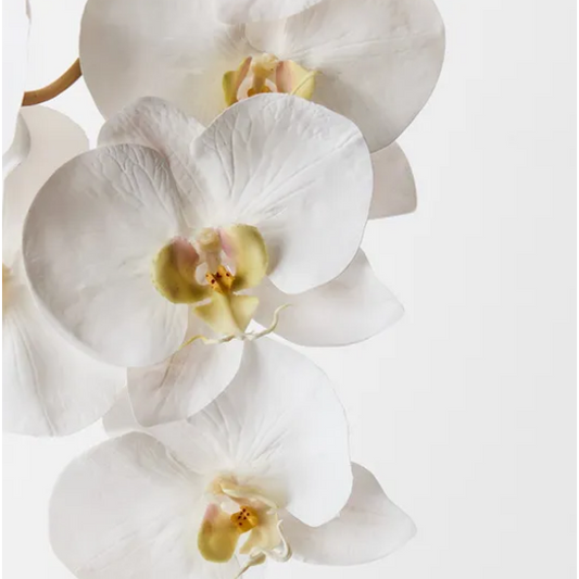 Jardin Orchid Stem White