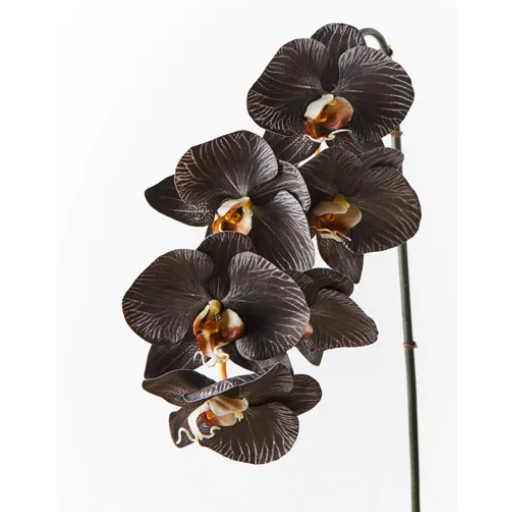 Jardin Orchid Stem Noir