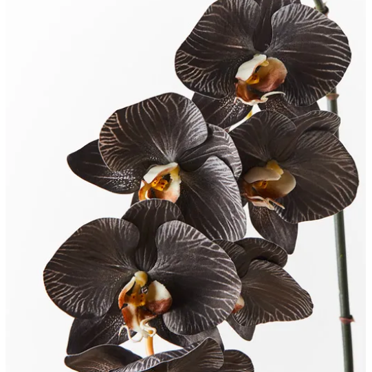 Jardin Orchid Stem Noir