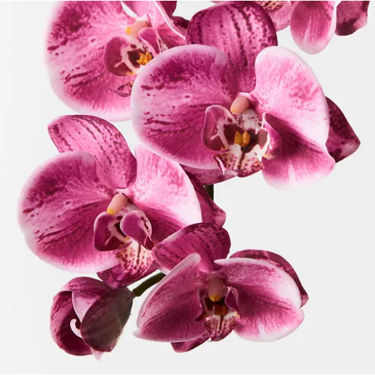 Jardin Orchid Stem Pink