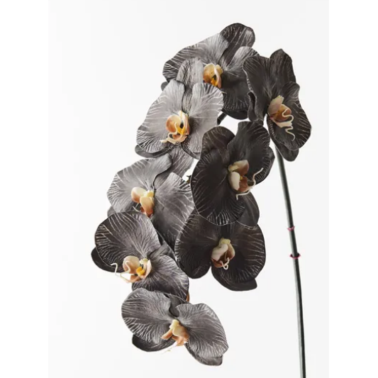 Jardin Orchid Stem Noir