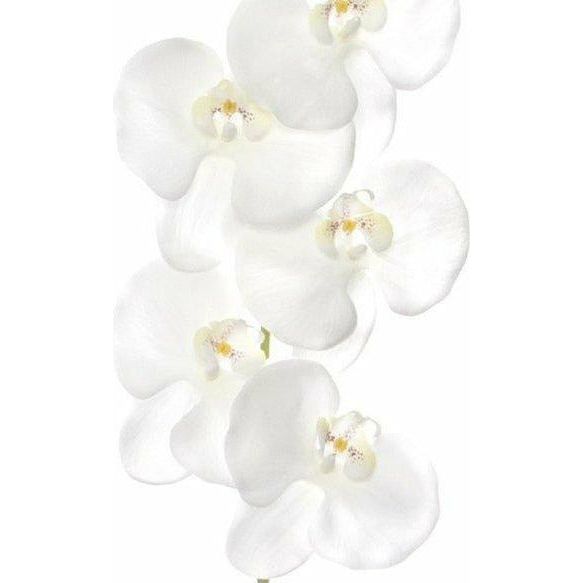 Lauren Orchid Stem Blanc - Maison De Luxe French Interiors